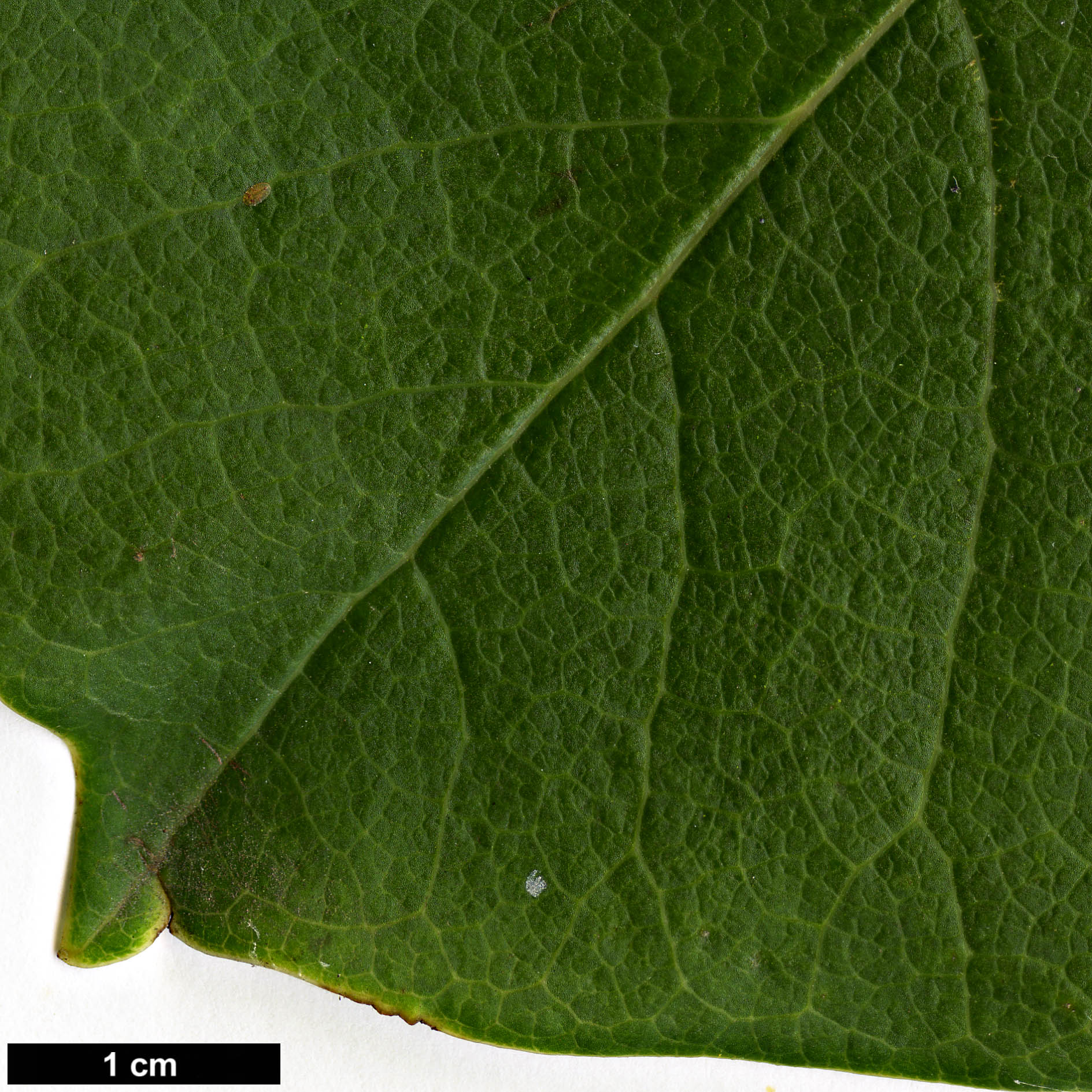 High resolution image: Family: Magnoliaceae - Genus: Magnolia - Taxon: sprengeri - SpeciesSub: var. sprengeri